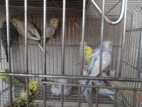 Denizlinin en kaliteli ve uygun papağanları S&M Hobi