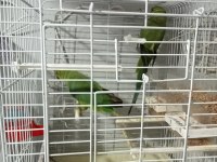 Evcil hayvanlar pakistan papağanı
