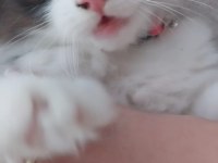 PANDA KEDİMİZE ÖMÜRLÜK YUVA ARIYORUZ