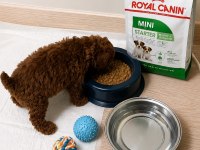 Sağlık ırk Kilo Garantili Orjinal TOY POODLE