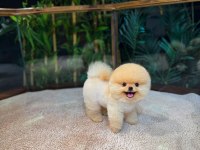 Safkan Oyuncu Kore Pomeranian Yavrularımız