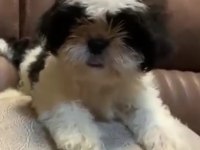 3 Aylık Dişi Shih Tzu (Mersin)