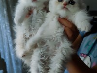 1 buçuk aylık dişi british longhair