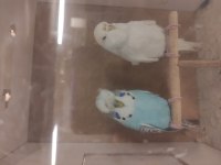Şov Jumbo muhabbet kuşumuz
