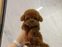 EN TATLI BEBEK POODLE