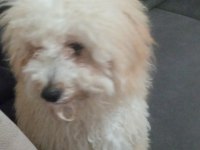 6 aylık dişi aşıları tam çok oyuncu acil maltipoo