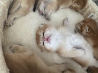 British shorthair yavrular