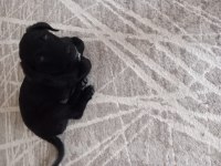 Minik böcük köpeğimiz