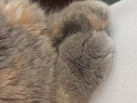 Şiba yalnız kalmasın scottish fold