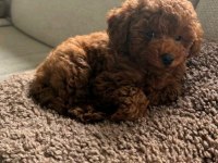 Kore Kan Poodle Yavrular