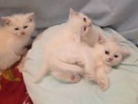 Dünya Güzelleri british shorthair Yeni Yuvasını Arıyor