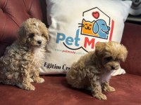 Petmode köpek çiftliğinden maltipoo yavrular