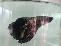 betta balıkları