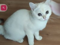 Safkan British Shorthair