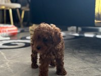 Aradığınız Poodle Yavrular Burada Yasal Çiftlikten