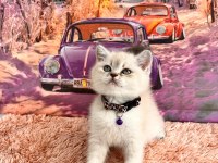 BRİTİSH BLUE POİNT VE BRİTİSH LYNX POİNT BEBEGİMİZ