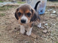 Safkan Beagle Yavruları