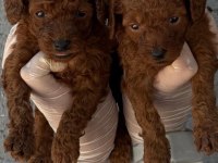 Toy poodle yavrularımız