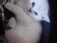 Minik british shorthair yavrum