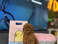 Poodle kalite asla tesadüf değildir