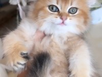 British Longhair Golden Ny12 Mükemmel Prenses