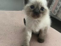 British Shorthair Scottish Fold Yavruları