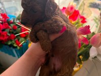 Toy poodle Kore a sınıf kalite