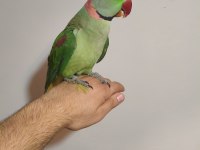 Acil alexander papağanımız
