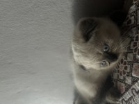 British Blue Point