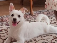 Sahiplendirme köpeğimiz