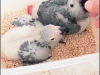 Jako papağanı yavrularımız yeni ailelerine gitmeye hazır