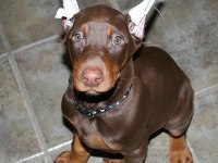 Renk Seçenekleri Mevcut Dobermanlar