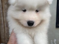PAMUK GİBİ SAMOYED YAVRULAR