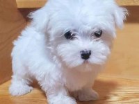 Maltipoo Büyümeyen Teacup Bebeklerm