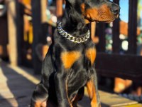Nevada Cafe Süs Köpeklerine Benzemez