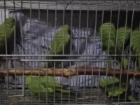 3 4 aylık Pakistan papağanlar