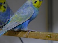 Rainbow Muhabbet Kuşları