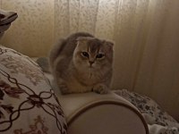 KEDİMİZ HERŞEYİ FULL AŞILARI EĞİTİM DETAY WPDEN