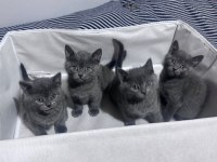 Safkan Russian Blue yavrular rezerveye açık