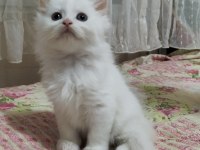 3 yaşında erkek ve dişi kedimiz