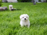 Maltese Bebeklerimiz Çiftlikten