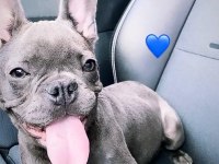 BERLIN / FRENCH BULLDOG