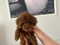 Minyatür kore toy poodle yavrular