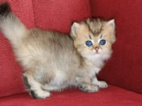British longhair golden ny25 dişi yavrular