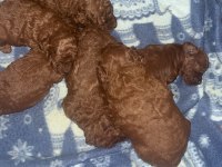 Red brown renk ırk garantili kore kan poodle