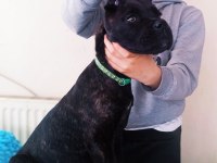 A ŞECERE KİF-FCİ KAYITLI CANE CORSO YAVRULAR
