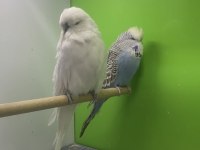 Show jumbo muhabbet kuşu