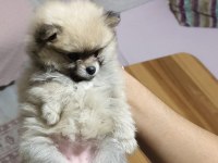 Pomeranian Boo Erkek Ve Dişi Yavrularımız