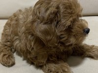 Poodle kıvamında a kalite maltipoo