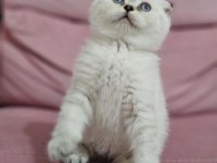 Muhteşem british longhair safkan yavrularım